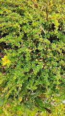 Escallonia myrtilloides