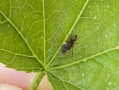 Synemosyna formica