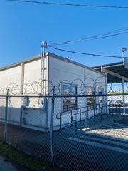 Phasianus colchicus torquatus