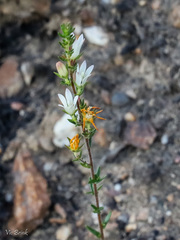 Wahlenbergia axillaris
