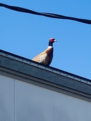 Phasianus colchicus torquatus