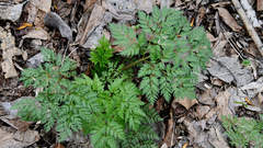 Anthriscus sylvestris