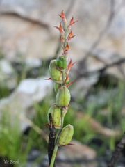 Tritoniopsis triticea