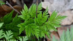 Anthriscus sylvestris