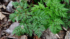 Anthriscus sylvestris