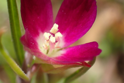 iNaturalist observation photo of Clarkias