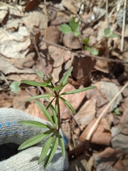 Ranunculus monophyllus