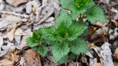 Urtica dioica