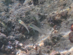 Valenciennea strigata