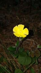 Crocanthemum carolinianum