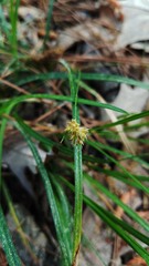 Carex floridana