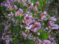Chamaecytisus purpureus