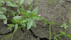 Lindernia procumbens