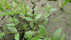 Lindernia procumbens