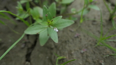 Lindernia procumbens