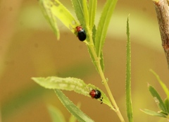 Plagiodera arizonae