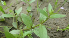 Lindernia procumbens