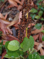 Pleurolobus gangeticus