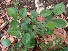 Pleurolobus gangeticus