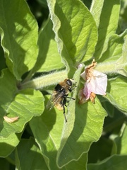 Merodon equestris