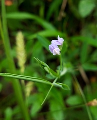 Lathyrus pusillus