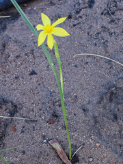Moraea pyrophila