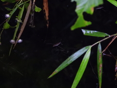 Gerris gracilicornis