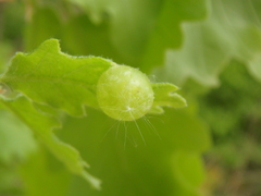 Neuroterus quercusbaccarum