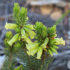 Erica viscaria