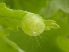 Neuroterus quercusbaccarum