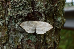 Cyclidia substigmaria