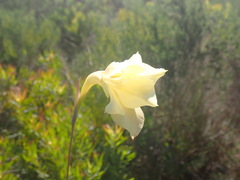 Gladiolus albens