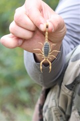 Olivierus caucasicus