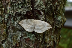 Cyclidia substigmaria