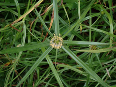 Cyperus aromaticus