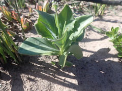 Senecio ruwenzoriensis