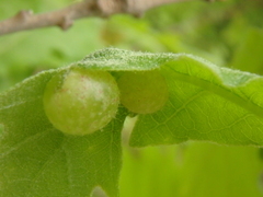 Neuroterus quercusbaccarum