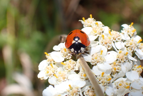 iNaturalist observation photo of Seven-spotted Lady Beetle