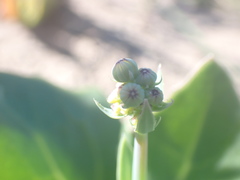 Senecio ruwenzoriensis