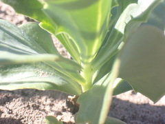 Senecio ruwenzoriensis