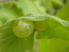 Neuroterus quercusbaccarum