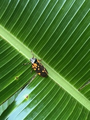 Mahanarva costaricensis