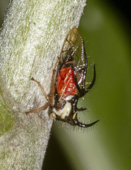 Cyphonia trifida