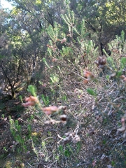 Erica australis