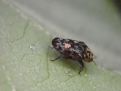 Trachys auricollis