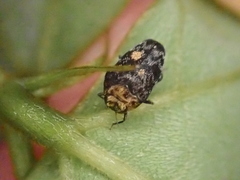 Trachys auricollis