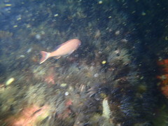 Pterogymnus laniarius