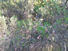 Erica australis