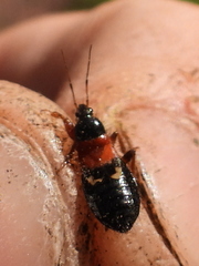 Prostemma sanguineum