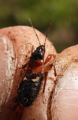 Prostemma sanguineum